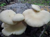 Pleurotus populinus image