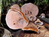 Auricularia nigricans image
