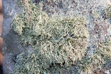 Ramalina petrina image