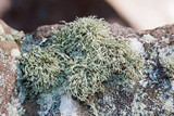 Ramalina petrina image