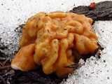 Gyromitra montana image