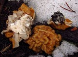 Gyromitra montana image