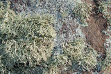 Ramalina petrina image