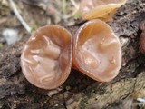 Auricularia americana image