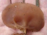 Auricularia americana image