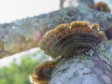 Cerrena unicolor image