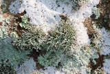 Ramalina petrina image