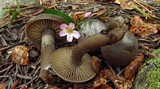 Clitocybe glacialis image