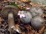 Clitocybe glacialis image