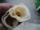 Morchella americana image