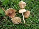 Marasmius oreades image