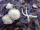 Psathyrella subagraria image