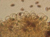 Psathyrella subagraria image