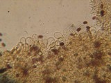 Psathyrella subagraria image