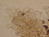 Psathyrella subagraria image