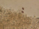 Psathyrella subagraria image