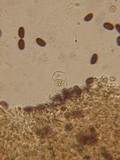 Psathyrella subagraria image