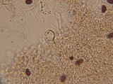 Psathyrella subagraria image