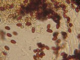 Psathyrella subagraria image
