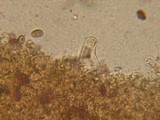 Psathyrella subagraria image