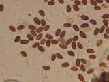 Psathyrella subagraria image
