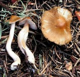 Inocybe fuscidula image