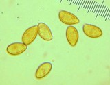 Inocybe fuscidula image