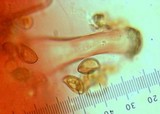 Inocybe fuscidula image