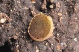 Ascobolus hansenii image
