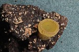 Ascobolus hansenii image