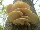 Pleurotus populinus image