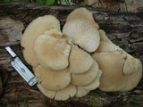 Pleurotus populinus image