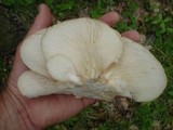 Pleurotus populinus image