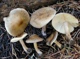 Melanoleuca evenosa image