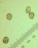 Melanoleuca evenosa image