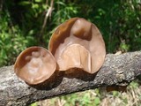 Auricularia americana image