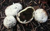 Gastropila fumosa image