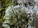 Physconia enteroxantha image