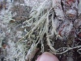 Ramalina subleptocarpha image