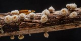 Capitotricha bicolor image