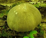 Megacollybia rodmanii image