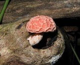 Rhodotus palmatus image