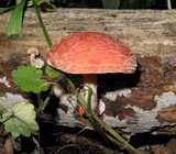 Rhodotus palmatus image