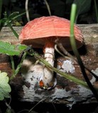 Rhodotus palmatus image