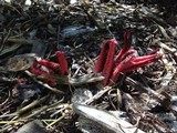 Clathrus archeri image