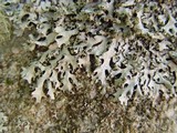 Image of Hypotrachyna britannica