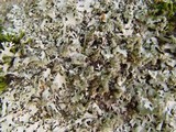 Hypotrachyna britannica image