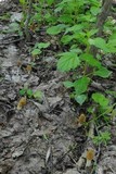 Morchella diminutiva image