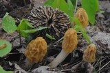 Morchella diminutiva image