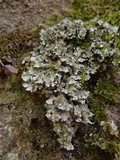 Parmelinopsis minarum image